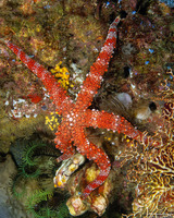 Nardoa frianti (Friant's Sea Star)