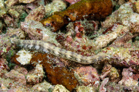 Corythoichthys haematopterus (Reeftop Pipefish)
