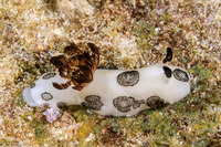 Jorunna funebris (Mourning Jorunna)