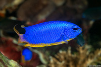 Pomacentrus coelestis (Neon Damsel)