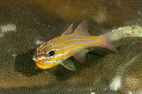 Ostorhinchus cyanosoma (Yellowstriped Cardinalfish)