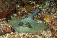 Neotrygon kuhlii (Blue-Spotted Stingray)