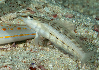 Parapercis lineopunctata (Nosestripe Sandperch)