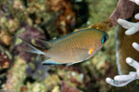 Chromis ternatensis (Ternate Chromis)