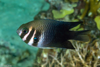 Neoglyphidodon thoracotaeniatus (Barhead Damsel)