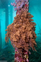 Litophyton arboreum (Litophyton Arboreum)