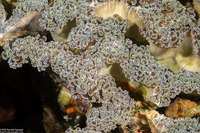 Fimbriaphyllia ancora (Anchor Coral)