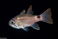 Nectamia savayensis (Samoan Cardinalfish)