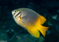 Neoglyphidodon nigroris (Yellowtail Damsel)