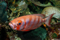 Heteropriacanthus cruentatus (Glasseye)