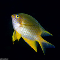 Amblyglyphidodon aureus (Golden Damsel)