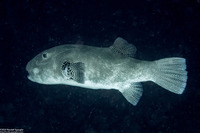 Arothron stellatus (Star Puffer)