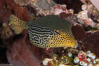Ostracion solorense (Solor Boxfish)