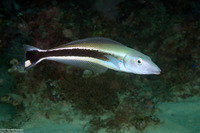 Malacanthus latovittatus (Blue Blanquillo)