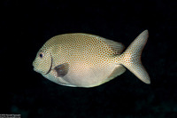 Siganus punctatus (Gold-Spotted Rabbitfish)