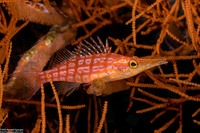 Oxycirrhites typus (Longnose Hawkfish)