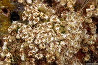 Botrylloides sp.1 (Botrylloides sp.1)