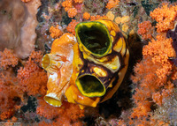 Polycarpa aurata (Ink-Spot Sea Squirt)