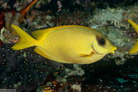 Siganus corallinus (Coral Rabbitfish)