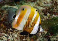 Coradion chrysozonus (Orange-Banded Coralfish)