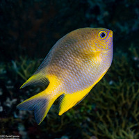 Amblyglyphidodon aureus (Golden Damsel)