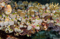 Atriolum robustum (Robust Sea Squirt)