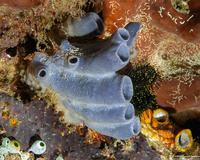 Amphimedon sp.1 (Vase Sponge)