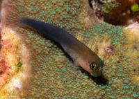 Ecsenius bicolor (Bicolor Coralblenny)
