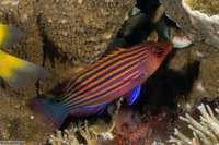 Pseudocheilinus hexataenia (Sixstripe Wrasse)