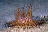 Astropyga radiata (Radiant Sea Urchin)