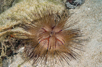 Astropyga radiata (Radiant Sea Urchin)