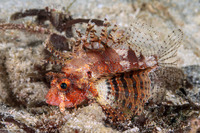 Dendrochirus brachypterus (Shortfin Lionfish)