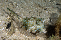 Lactoria cornuta (Longhorn Cowfish)