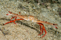 Monomia gladiator (Gladiator Swimming Crab)