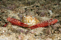 Lupocyclus rotundatus (Rounded Swimming Crab)