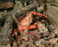 Lupocyclus rotundatus (Rounded Swimming Crab)