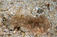Coeloplana meteoris (Benthic Comb Jelly)