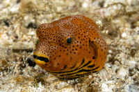 Arothron stellatus (Star Puffer)