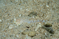 Thysanophyrs celebica (Celebes Flathead)