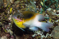 Dischistodus melanotus (Black-Vent Damsel)