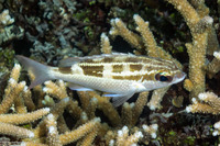 Scolopsis lineata (Striped Monocle Bream)
