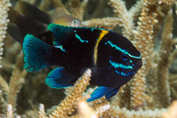 Neoglyphidodon oxyodon (Bluestreak Damsel)