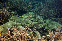 Echinopora lamellosa (Folded Echinopora)