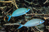 Siganus argenteus (Forktail Rabbitfish)