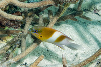 Dischistodus prosopotaenia (Honeyhead Damsel)