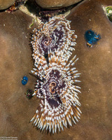 Sabellastarte spectabilis (Common Feather Duster Worm)