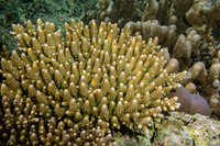 Acropora humilis (Finger Acropora)