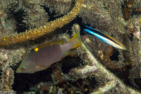 Labroides dimidiatus (Bluestreak Cleaner Wrasse)