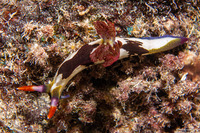 Nembrotha chamberlaini (Chamberlain's Nembrotha)