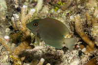 Ctenochaetus striatus (Lined Bristletooth)